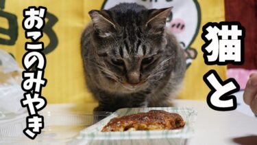 猫とお好み焼き～食いしん坊な猫に見守られながらの食事ｗ～いらんいらん＆クレクレ猫パンチ発動！？【リキちゃんねる　猫動画】 キジトラ 猫のいる暮らし