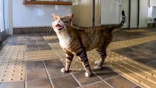 【今週の感動猫動画】今週撮った短い未公開動画まとめて公開-unreleased video of this week-2023/8/1w【感動猫動画】