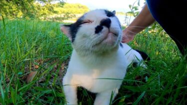 池の畔の芝生で寝ていた野良猫を撫でる【感動猫動画】