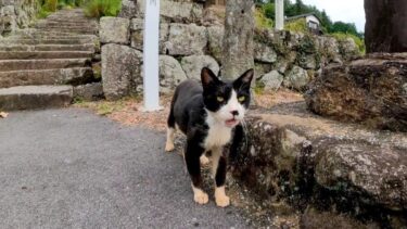 山奥のお寺に行ったら猫が表まで出迎えてくれて楽しい【感動猫動画】