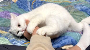 １日家を空けたら、寂しがりの猫に手をズタズタにされました…。【ポムさんとしまちゃん / ねこべや】