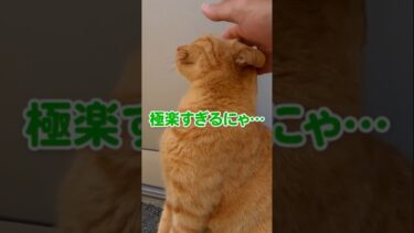 撫でられて幸せそうな猫かわいい #shorts【感動猫動画】