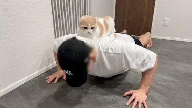 腕立て伏せしてると背中に乗って指導してくる猫がかわいすぎましたwww【もちまる日記】