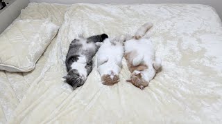 布団を買い替えたら気持ち良すぎて猫たちがこうなってました…笑【もちまる日記】