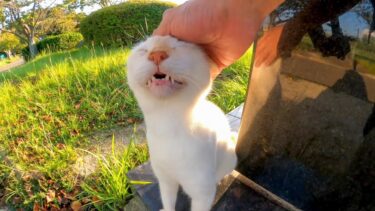 公園にいた猫の頭を撫でると首を伸ばして撫でられるのがカワイイ(他2本)【感動猫動画】