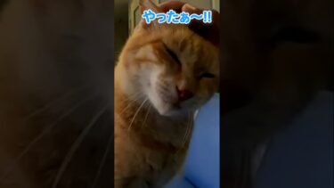 隣に座ってきた猫 #shorts【感動猫動画】