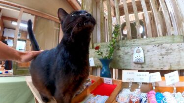 受付の黒猫ちゃん【感動猫動画】