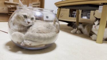 猫鉢に入っているひのきに腹が立つ猫【ひのき猫】