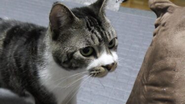 パパ捜索隊リキちゃん☆今日もパパーと叫ぶ猫～2017年8月～　【リキちゃんねる　猫動画】 キジトラ 猫のいる暮らし