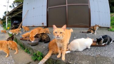 猫島の猫ちゃんカリカリ食べてます【感動猫動画】