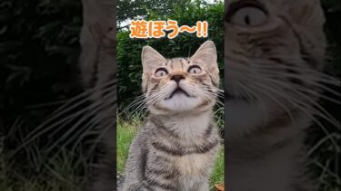 甘えん坊仔猫が可愛すぎる…【感動猫動画】