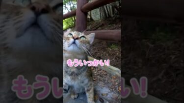 よそよそしかったけど撫でたら懐いてくれた猫が可愛すぎる#shorts【感動猫動画】