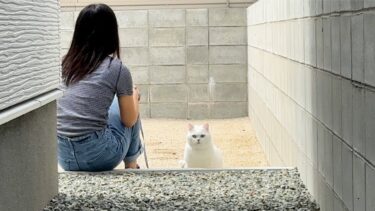 散歩中に猫を置いて帰ったらこうなります【ポムさんとしまちゃん / ねこべや】