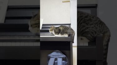 ピアノの音色に合わせて尻尾でリズムをとる猫【ひのき猫】