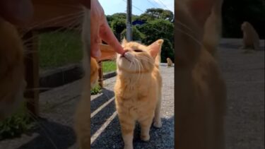 お膝に乗りたくて…【感動猫動画】