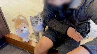 4日間一緒に過ごした弟とお別れしたら猫たちがこうなっちゃいました…【もちまる日記】