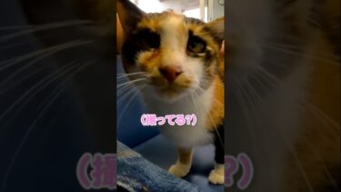 最後にカメラ目線で可愛い… #shorts【感動猫動画】