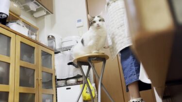 盗撮されていることに薄々気がついている猫【ひのき猫】