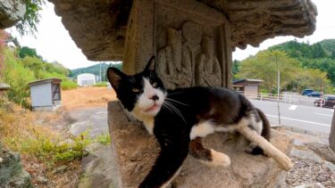 来たときは表まで出てきてくれたお寺の猫ちゃん、帰るときは屋根の下で寝てました【感動猫動画】