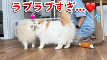 寝起きは特に甘えんぼが爆発する猫と犬が凄すぎたw【猫のレモンちゃんねる】