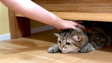 「シャー！」を連発する猫を捕獲する方法【ポムさんとしまちゃん / ねこべや】