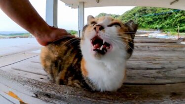 雨の漁港に行くと野良猫たちが屋根の下で雨宿りしていた【感動猫動画】