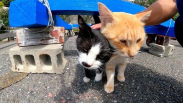 漁港の仲良し猫二人組がモフられにきた【感動猫動画】
