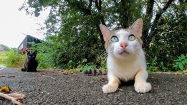 国道沿いのパーキングで出迎った猫はちょっとビビり【感動猫動画】