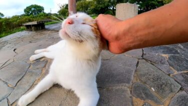 夕方の公園の東屋にいた猫を撫でるとゴロゴロ喜んでカワイイ【感動猫動画】