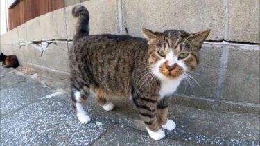 猫島で通りを歩くと猫がたくさん落ちていて愉しい【感動猫動画】
