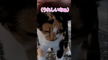 美人猫がぽんぽんをおねだり#shorts【感動猫動画】