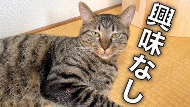 飼い主に全く興味がなく名前を呼んでも全然来ない猫…【てん動画】