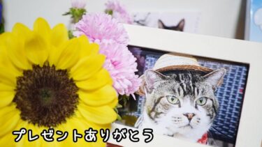 プレゼントありがとう☆8月にいただいたリキちゃんへのお供え＆ガーちゃんゴマちゃんへプレゼント～2020年8月のリキちゃんは浮き輪ベッドでまったり～　【リキちゃんねる　猫動画】 キジトラ 猫のいる暮らし