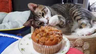 猫にコストコのマフィンを見せたら…とってもかわいい猫ちゃんレビュー☆マイ肉球と比べてみるゴマちゃんｗ　【リキちゃんねる　猫動画】 キジトラ 猫のいる暮らし