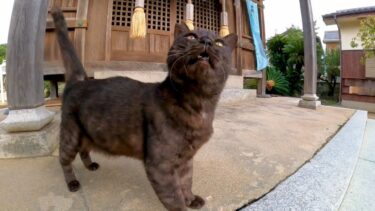 神社の境内で寝ていた黒猫ちゃん、近くに行くと起きてモフられにきた【感動猫動画】