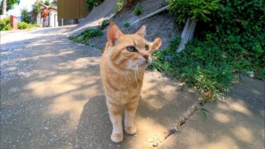 猫島で出会った猫がかわい過ぎる【感動猫動画】