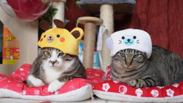 アザラシ猫・キリン猫爆誕☆猫に帽子を秒ではたかれない方法を発見！ダイソーのペット帽子をかぶってくれる猫達☆そっと乗せるだけがポイントｗ【リキちゃんねる　猫動画】 キジトラ 猫のいる暮らし