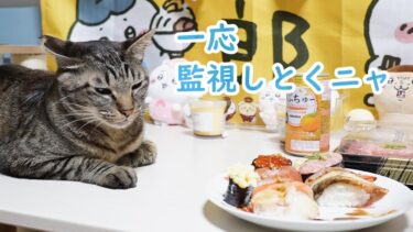 食べ物ならば好みでなくても監視したい猫☆僕は魚より肉派ですなガーちゃんのお寿司見守り隊　【リキちゃんねる　猫動画】 キジトラ 猫のいる暮らし