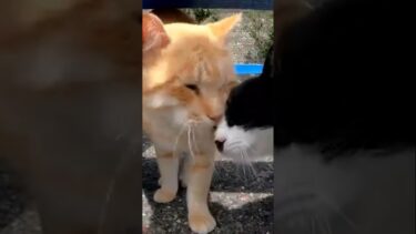 相思相愛の猫が可愛い#shorts【感動猫動画】