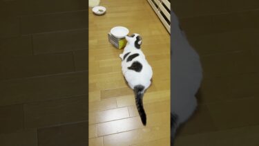 無言で「ごはんくれ」な猫【ひのき猫】