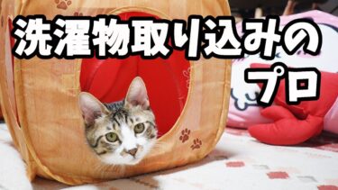 洗濯もの取り込みのプロな猫☆神技レベルの素早さに俺でなきゃ見逃しちゃうね！【リキちゃんねる　猫動画】 キジトラ 猫のいる暮らし