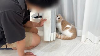 弟と子猫が対面したら初めて人見知りしてまさかのこうなっちゃいました…【もちまる日記】