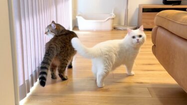 とある事情で猫たちと姉の家に行ってきました【ポムさんとしまちゃん / ねこべや】