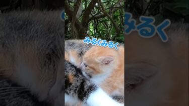 眠そうなママさんと必死な仔猫、平和な日常🕊️【感動猫動画】