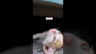 寝起きの仔猫が挨拶してくれた【感動猫動画】