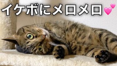 飼い主の声が突然イケメンボイスになった時のメス猫の反応がww【てん動画】