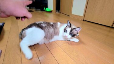 「おいで」と呼ぶと直ぐ来るペポ猫に「あっちへ行って」と頼んでもこっちに来た🤭【CuteWoo】