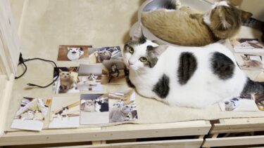 今年も写真選びを手伝ってくれた猫【ひのき猫】