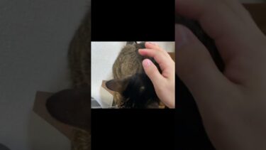 凶暴猫にブラッシングをしてあげたら… #猫【てん動画】