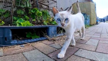島から帰る時港まで付いてくる猫【感動猫動画】